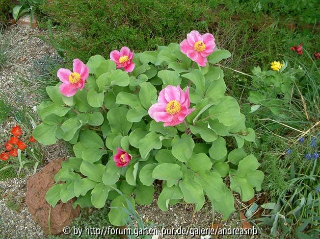 Paeonia mascula 2013