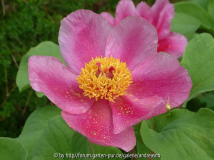 Paeonia mascula Bluete2013