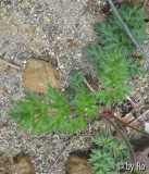 P.turczaninovii Blatt