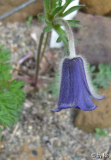 P. turczaninovii 1