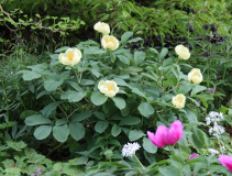 Paeonia daurica (mloko)