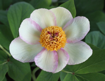 Paeonia daurica (mloko)