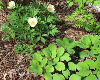 Paeonia daurica (witt+mloko)