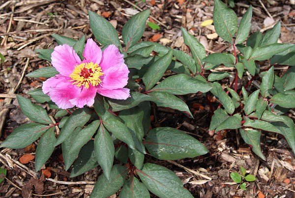 Paeonia cambessedesii