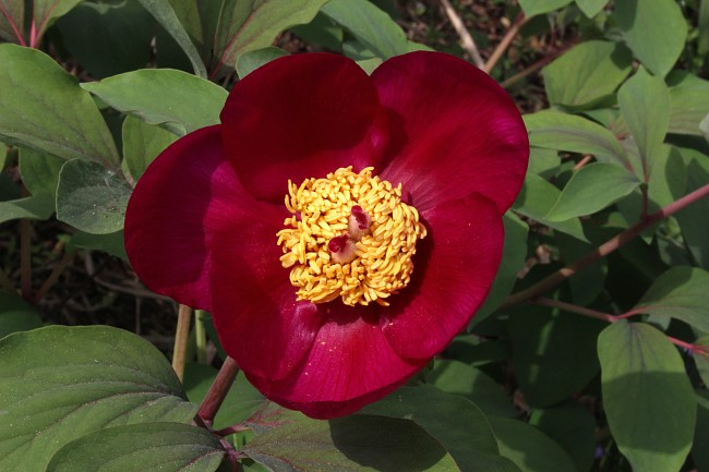 Paeonia daurica rot