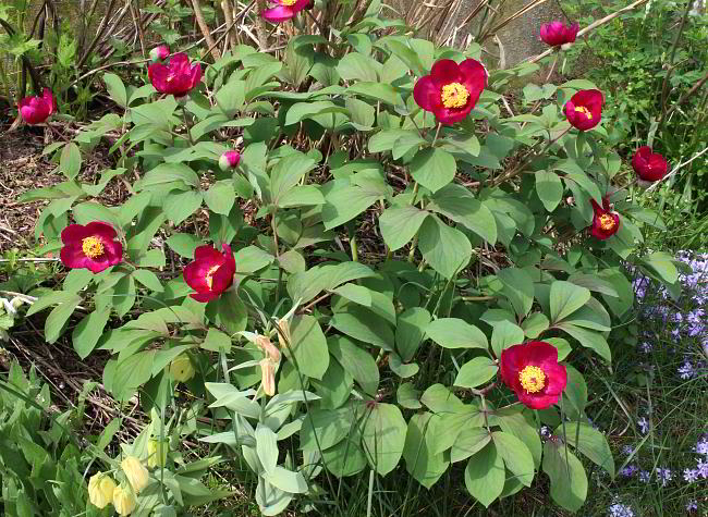 Paeonia daurica rot