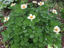 Paeonia daurica (mloko)