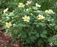Paeonia daurica (mloko)