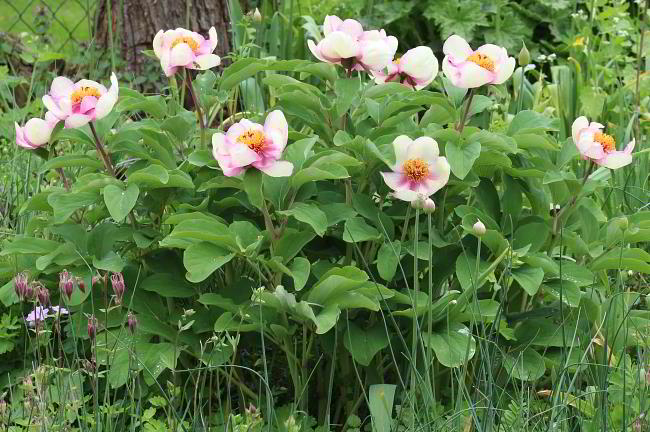 Paeonia daurica chamaeleon