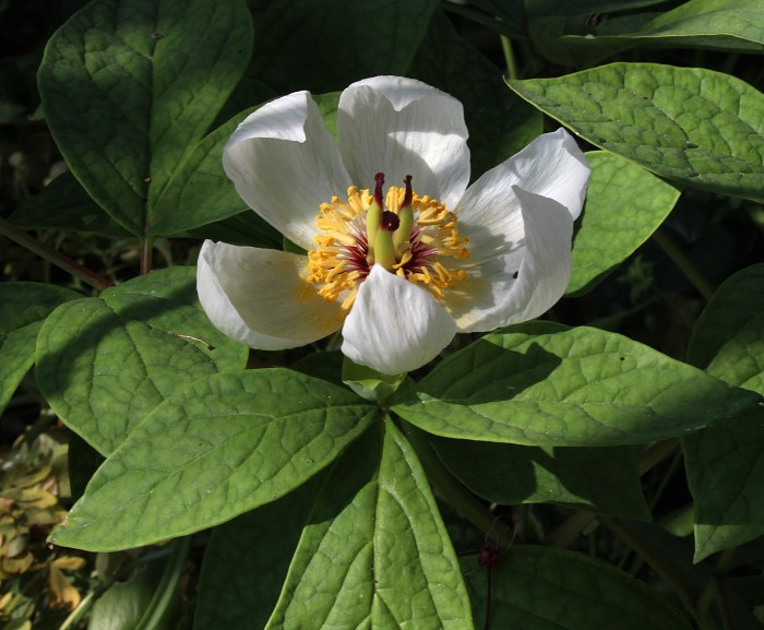 Paeonia obovata (