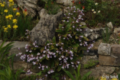 Haberlea rhodopensis 20130509.jpg