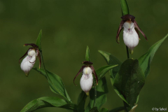 Cyp_ plectrochilum 20130505.jpg