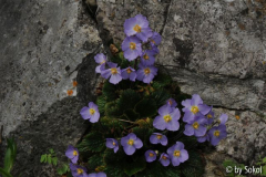 Ramonda nathaliae 20130509.jpg