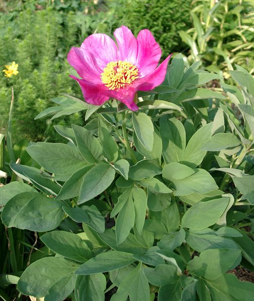 Paeonia mascula