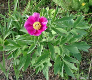 Paeonia triternata(?)