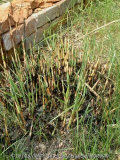 Miscanthus - Neutrieb nach Brand