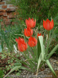 Tulipa hageri