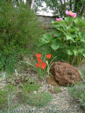 Tulipa hageri 1