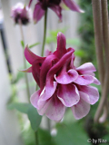 fuchsia-rosa gerüschte Akelei