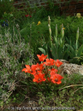 Tulipa liliflora