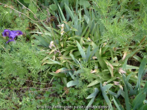 Tulipa turkestanica