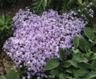 Phlox subulata 'Emerald Cushion Blue'