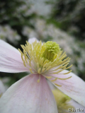 Mai 06 C. montana rubens oder tetrarose