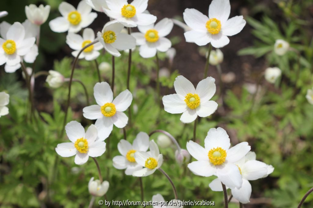 Anemone syl.