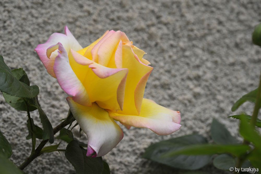 alte Rose Mitte offen