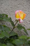 alte Rose Mitte