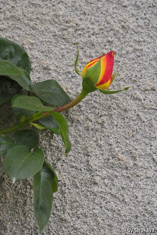 alte Rose Mitte Knospe