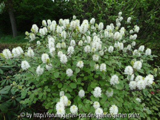 Fothergilla major May 2013