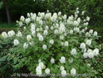 Fothergilla major May 2013