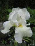 Namenlose weiße Iris