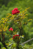 päonie alt rot ganz13