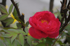 päonie alt rot13