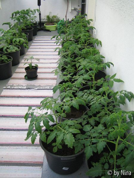 19. Mai 06 - Meine Tomaten