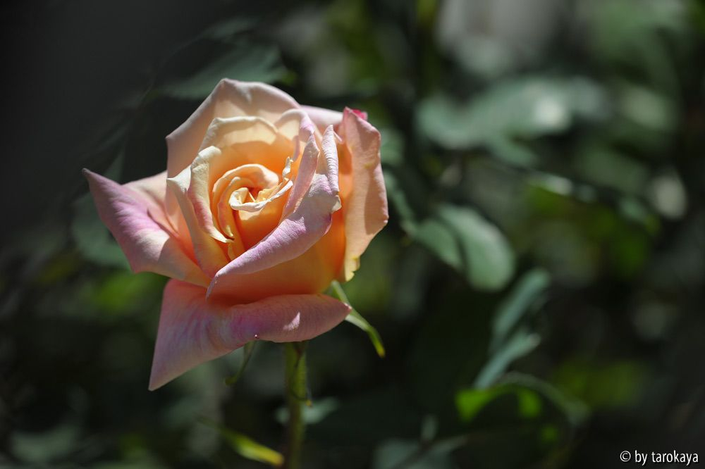 vorn links - blüte