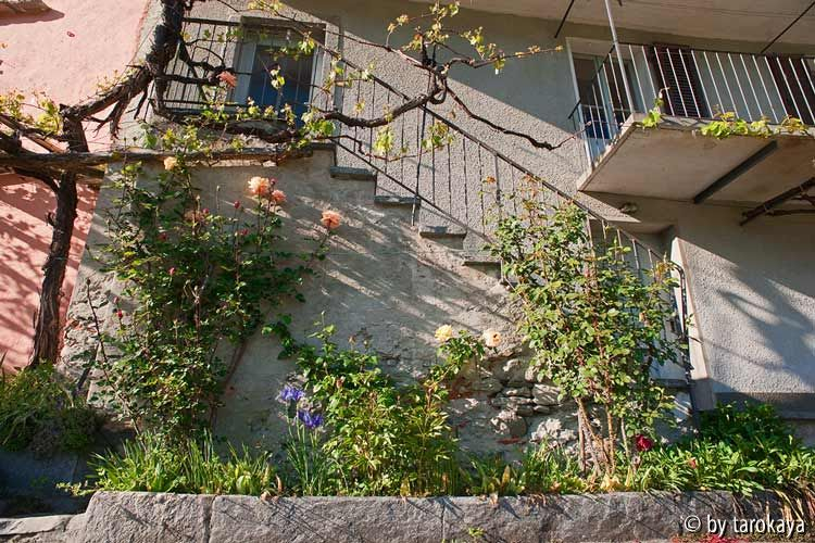 haustreppe mit rosen mai12