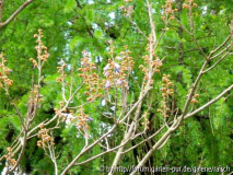 Paulownia 2