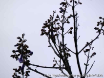 Paulownia 1