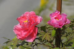 lachsrosa
