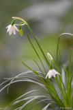 leucojum nicaeense