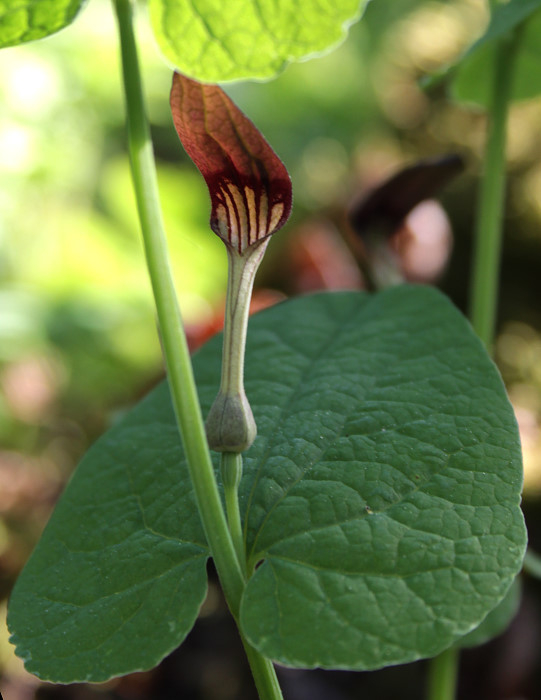 Aristolochia rotunda