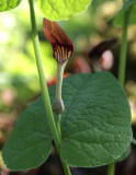 Aristolochia rotunda