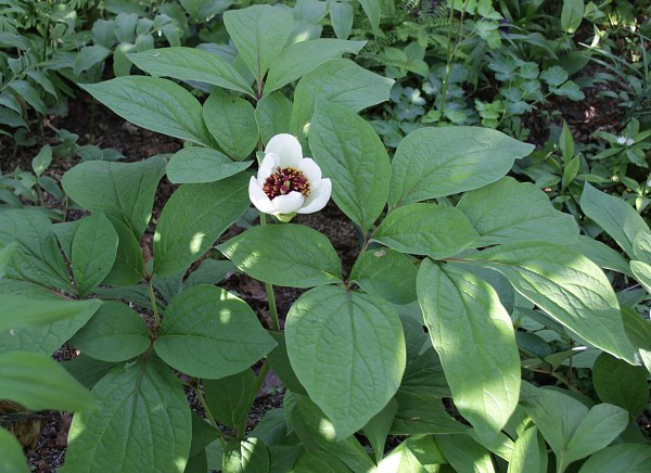 Paeonia obovata Sämling
