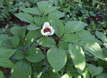 Paeonia obovata Sämling