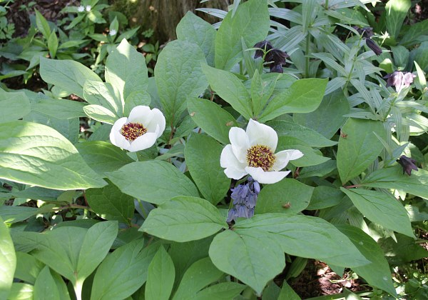 Paeonia obovata Sämling
