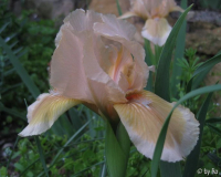 Orchid Flair 2013