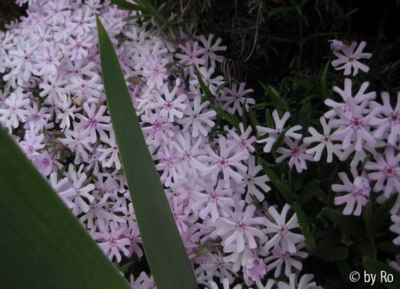 Sternchen